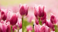 Beautiful Pink Tulips3553610123 200x110 - Beautiful Pink Tulips - Tulips, Pink, Beautiful